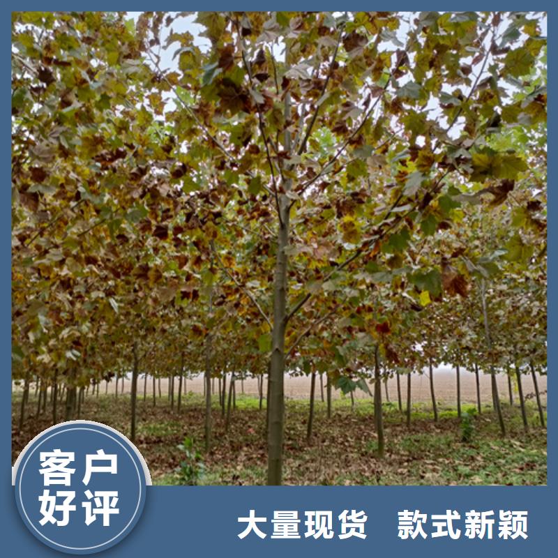 法桐国槐欢迎来电咨询