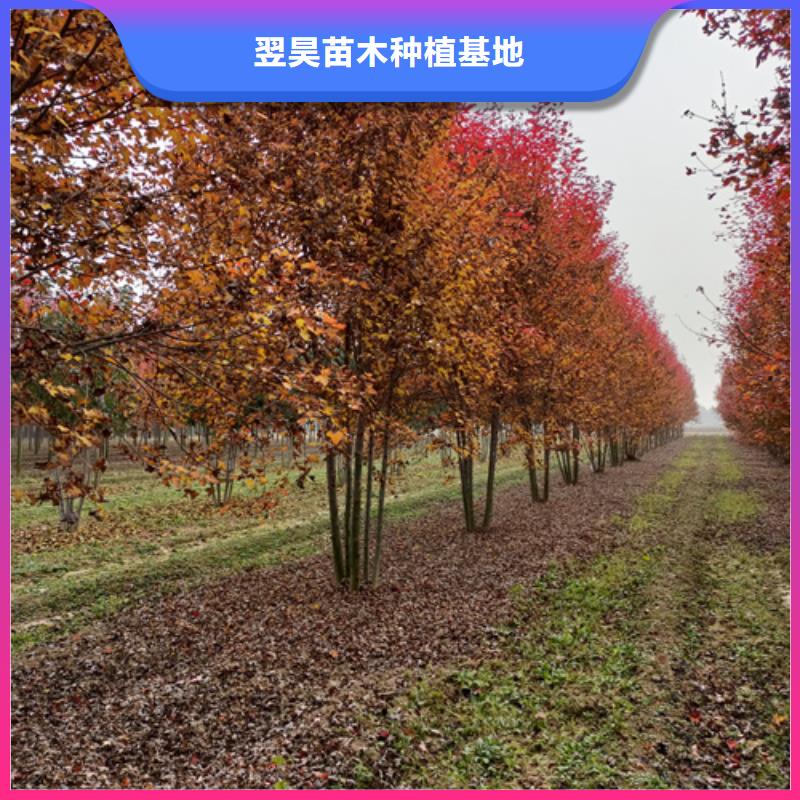 法桐北京栾专业生产设备