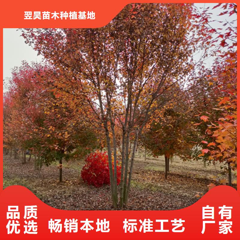 法桐专业供应商