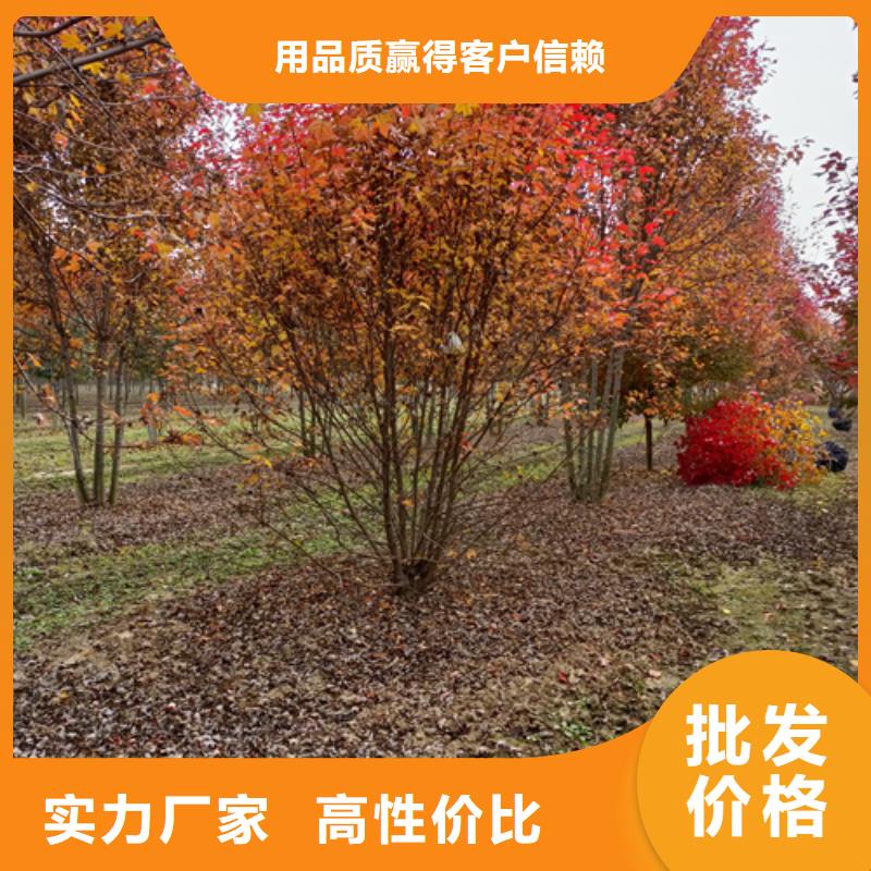 法桐美国红枫真诚合作