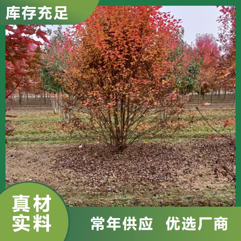 法桐_白蜡重信誉厂家