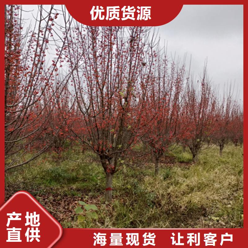【法桐】金叶白蜡质量优价格低