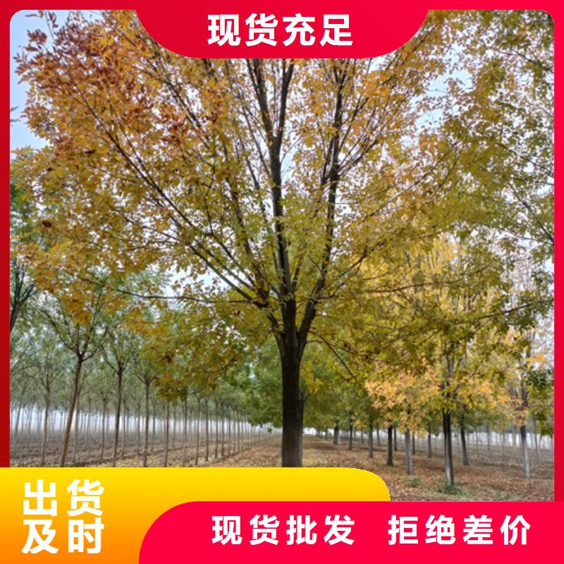 法桐-美国红枫工厂采购