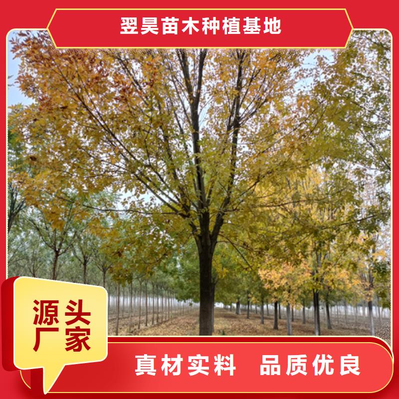 法桐炫丽海棠用心做好细节