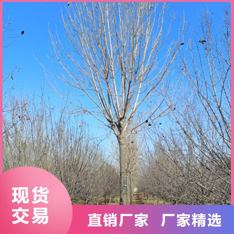法桐截杆发帽自营品质有保障