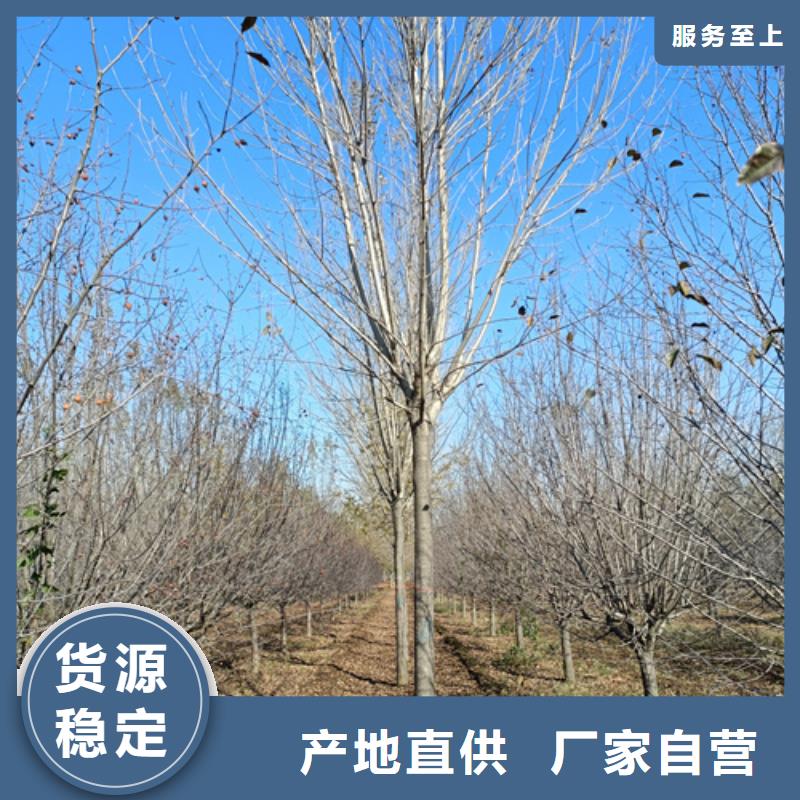 法桐_白蜡重信誉厂家
