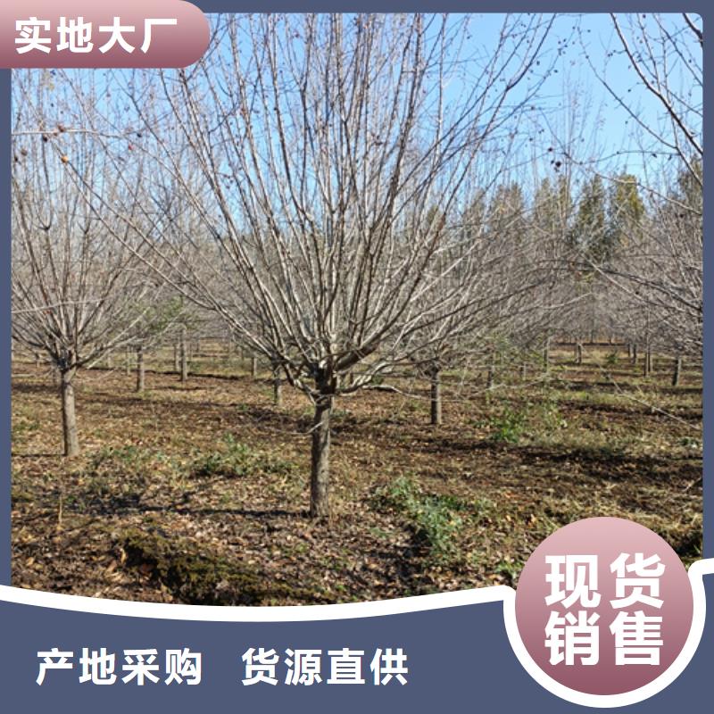 翌昊原生冠法桐法桐品质优选二八商务