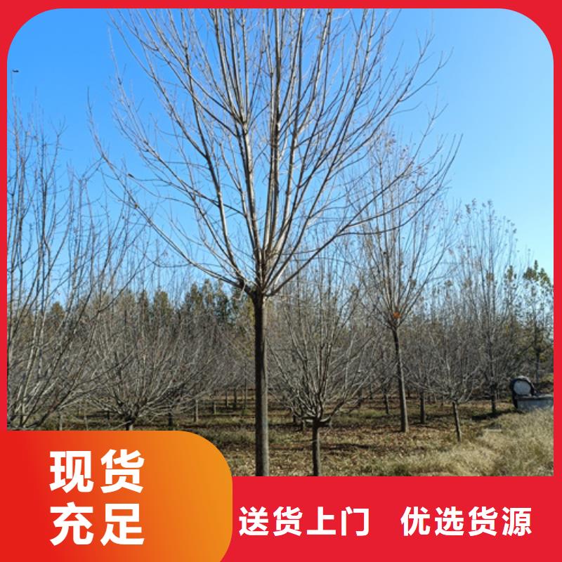 库存充足的法桐小苗生产厂家