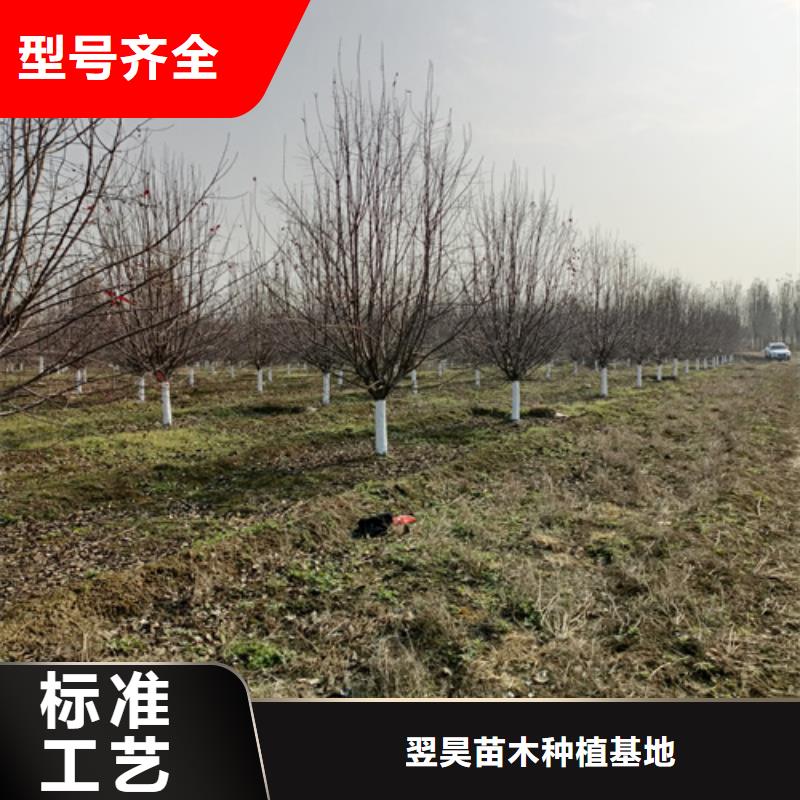 法桐秋紫白蜡诚信商家