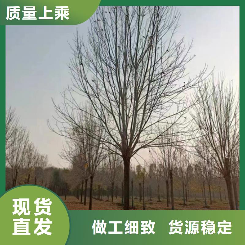 法桐_白蜡重信誉厂家