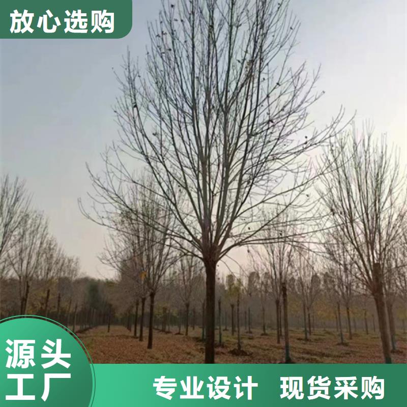 【法桐】金叶白蜡质量优价格低