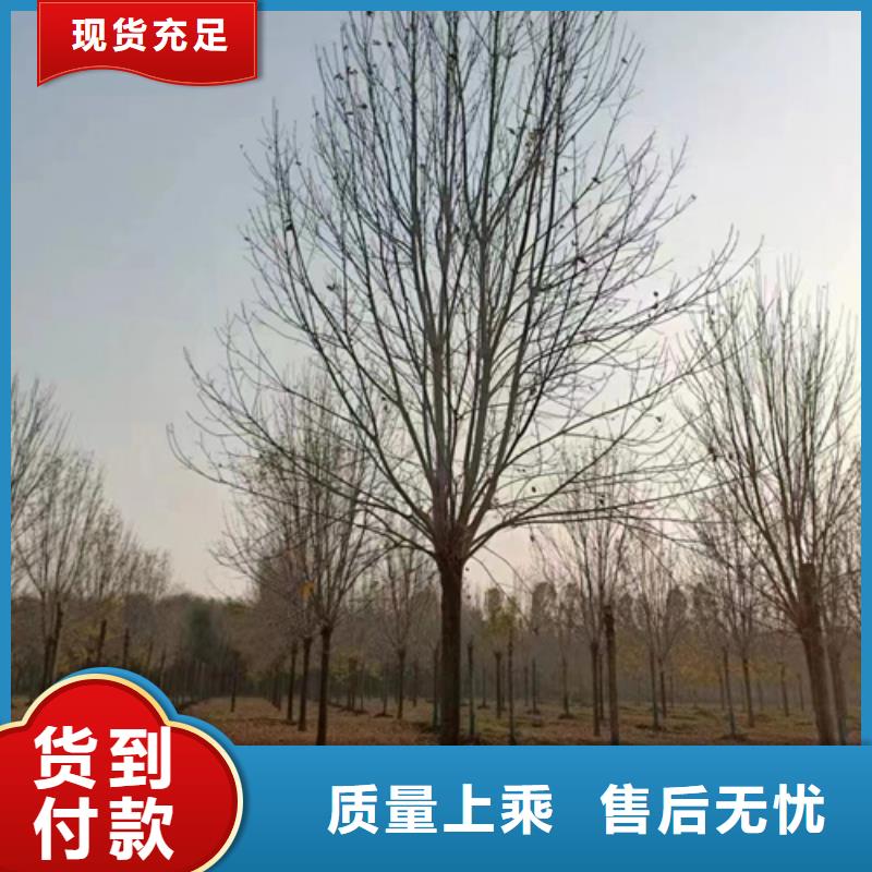 法桐,北京栾实体厂家支持定制
