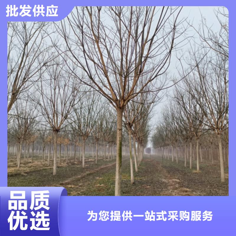 优惠的速生法桐