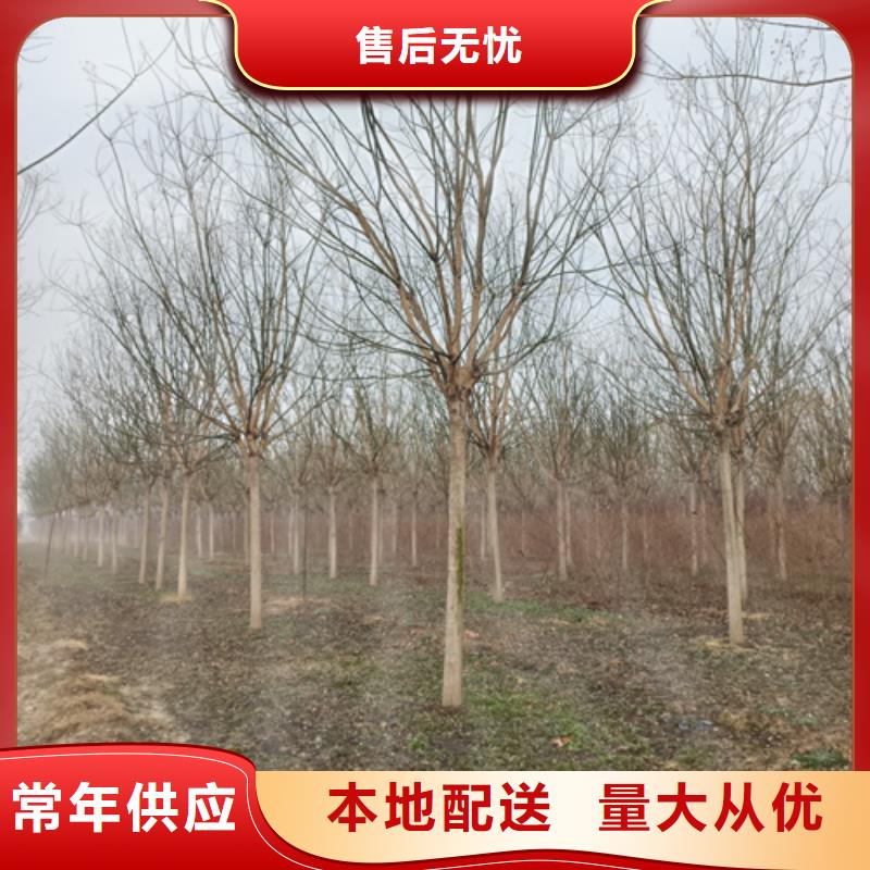 造型法桐-造型法桐放心之选