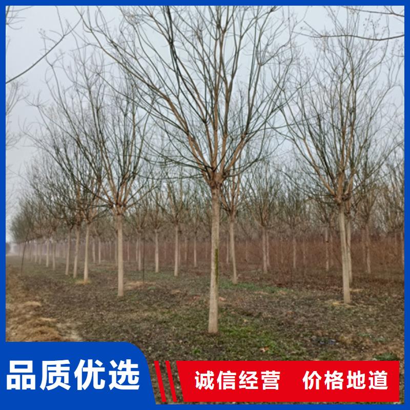 法桐炫丽海棠用心做好细节