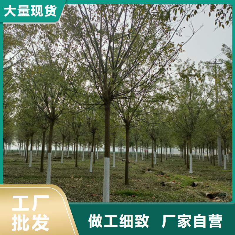 翌昊原生冠法桐法桐品质优选二八商务