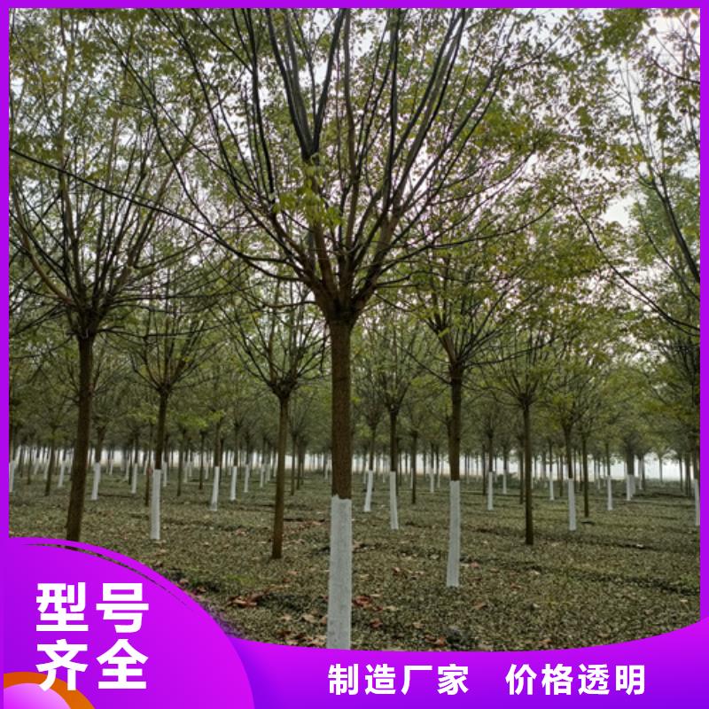 法桐美国红枫打造行业品质