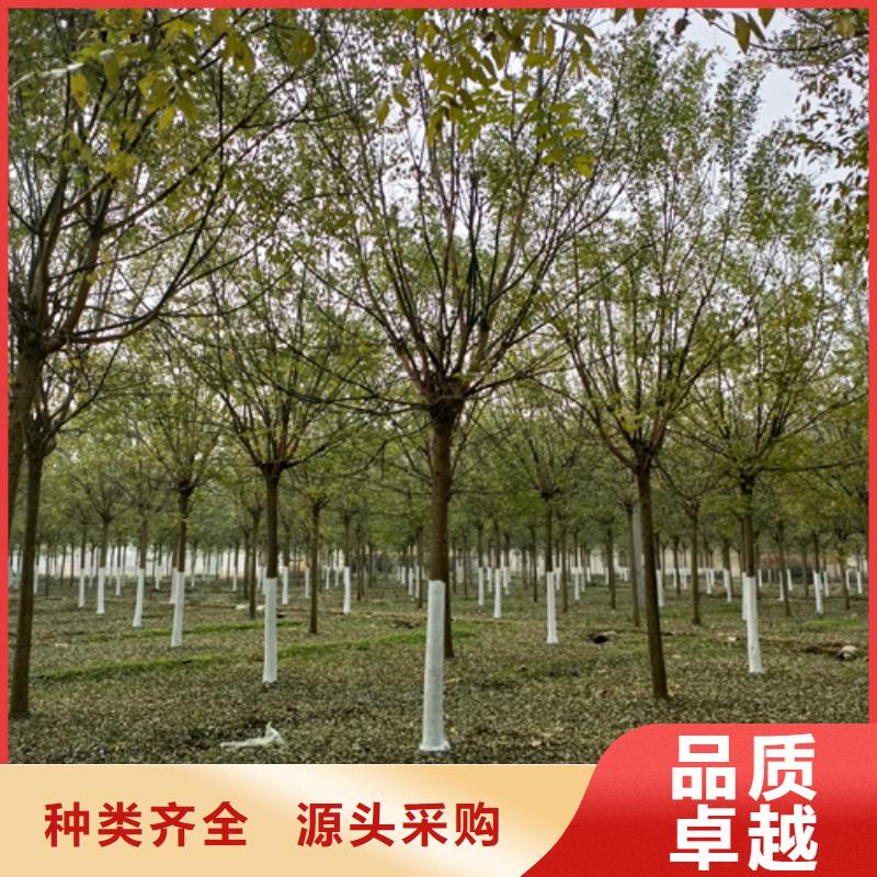 翌昊原生冠法桐法桐品质优选二八商务