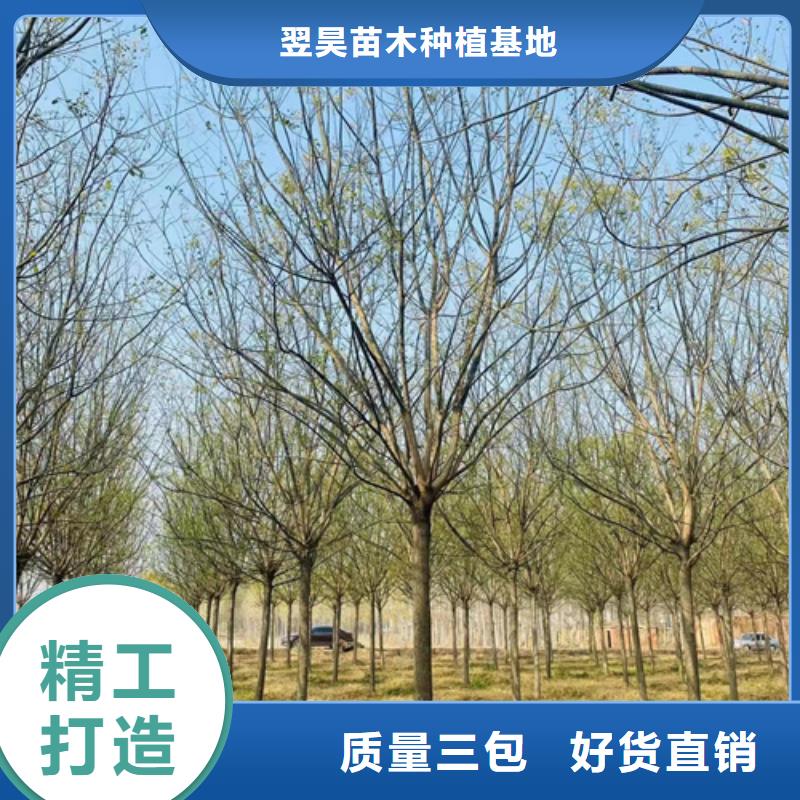 优选：造型法桐公司