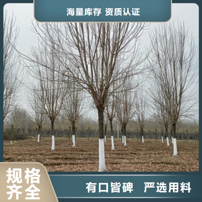 法桐-美国红枫工厂采购