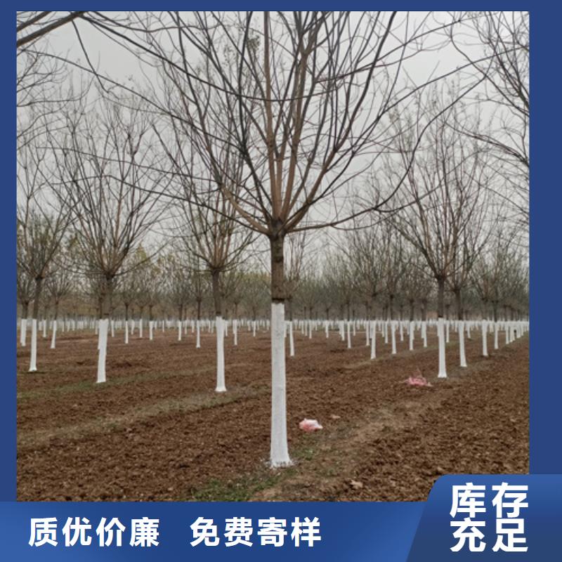 法桐截杆发帽专业生产制造厂