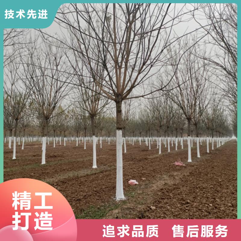法桐黄金槐源厂定制