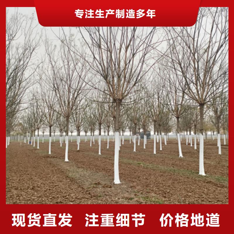 订购造型法桐