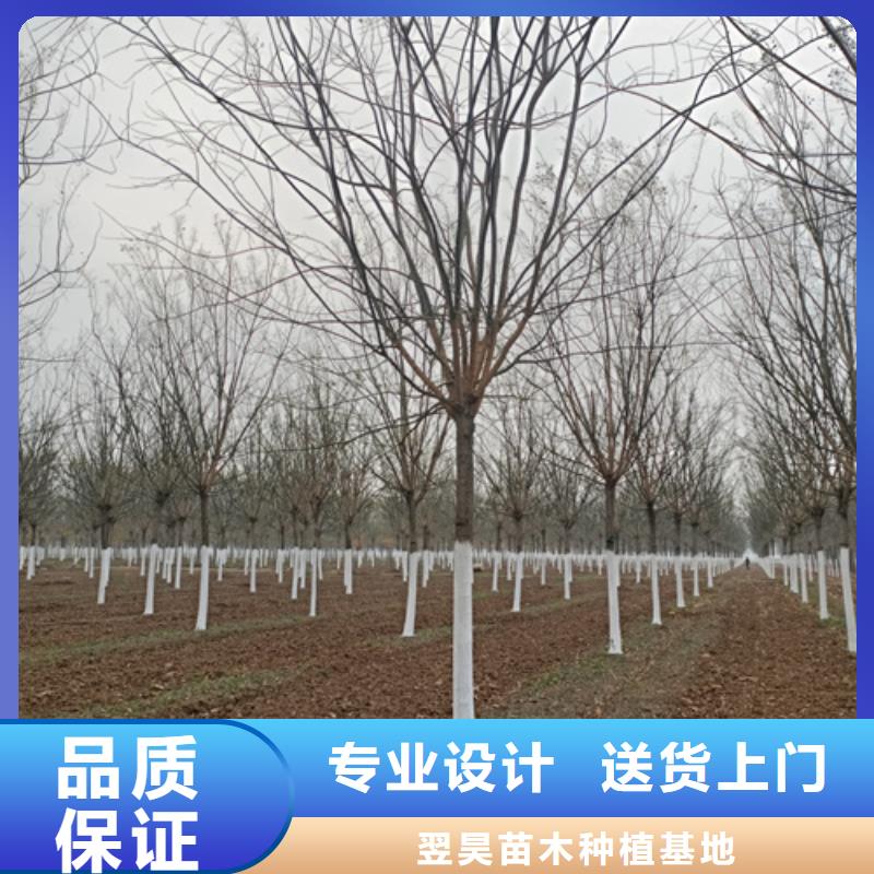 优选：造型法桐公司