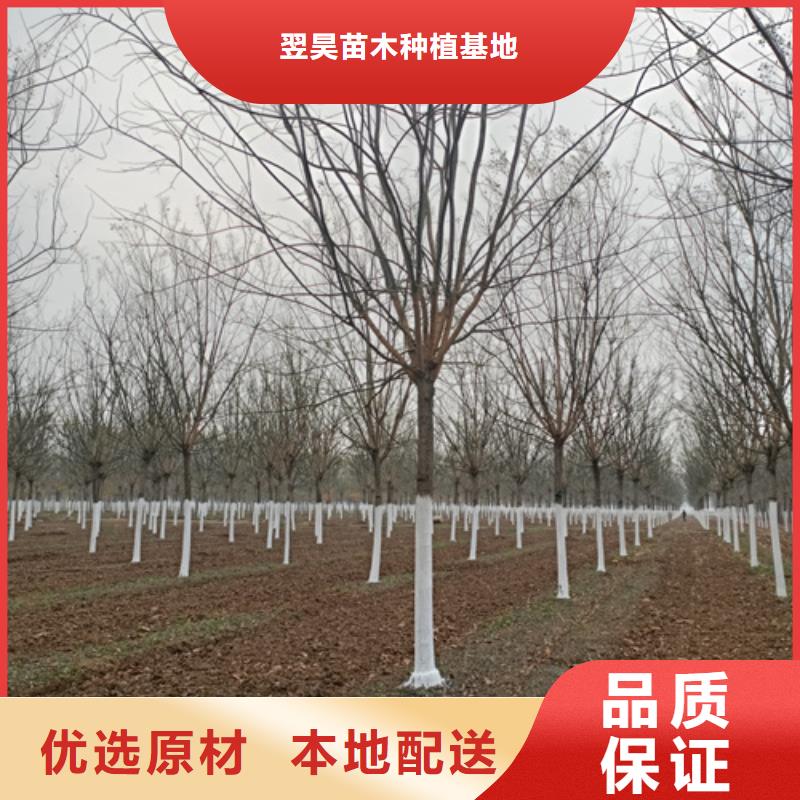法桐美国红枫打造行业品质