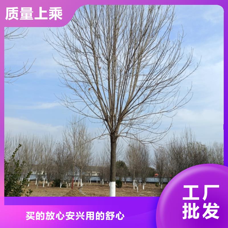 法桐美国红枫欢迎来电咨询