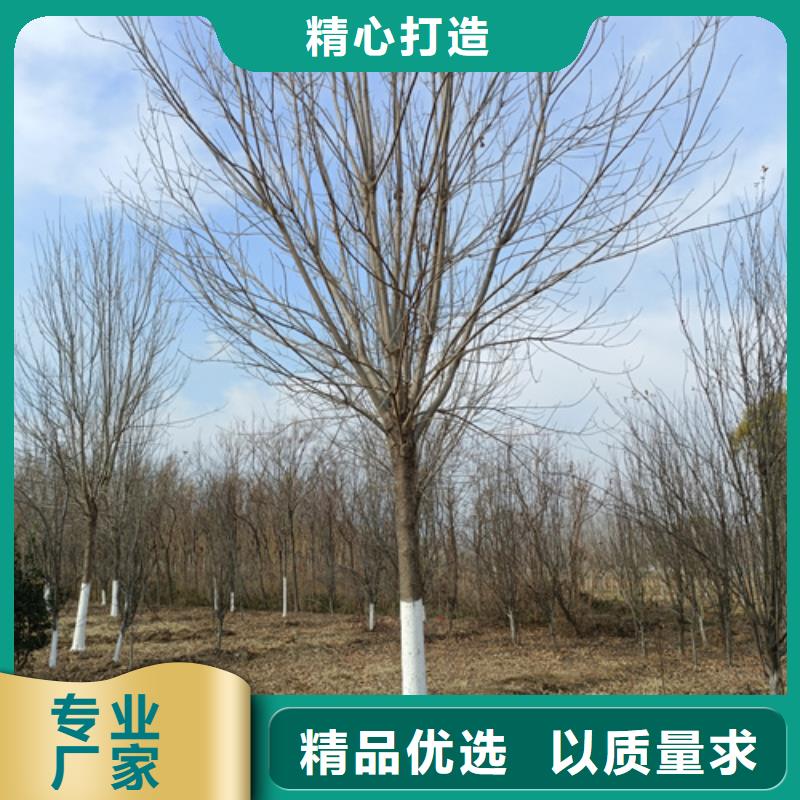 法桐炫丽海棠用心做好细节