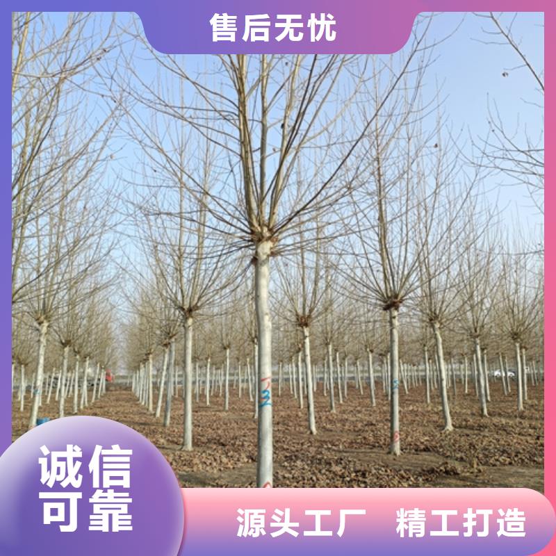 法桐黄金槐安装简单