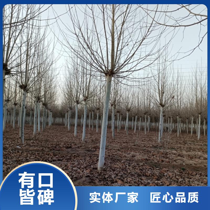 法桐美国红枫打造行业品质