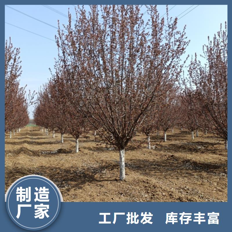 法桐美国红枫打造行业品质