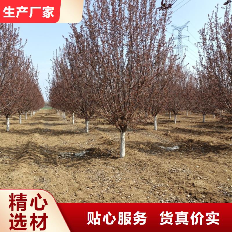 法桐专业供应商