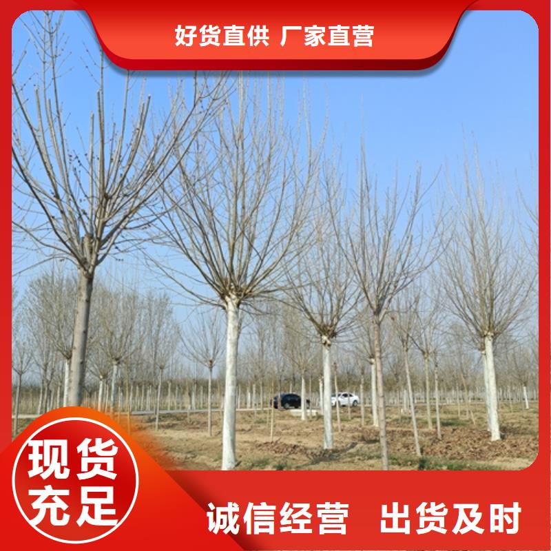 法桐截杆发帽适用场景