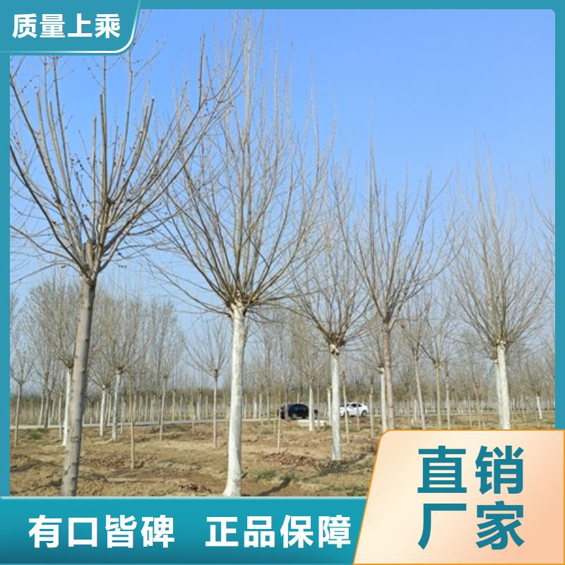 法桐行情厂家-为您服务