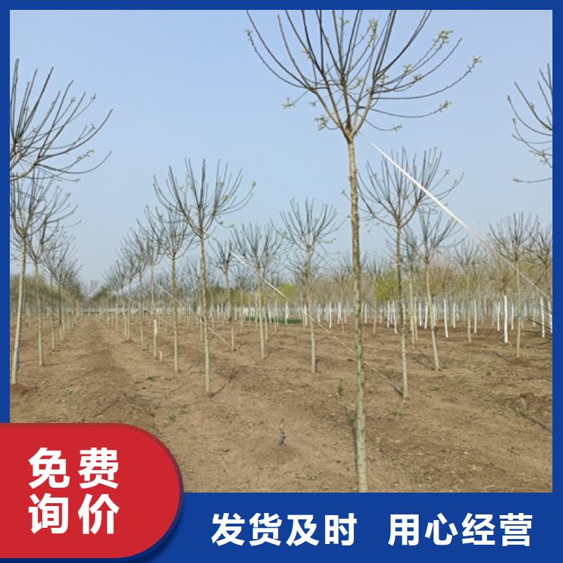 翌昊原生冠法桐法桐品质优选二八商务