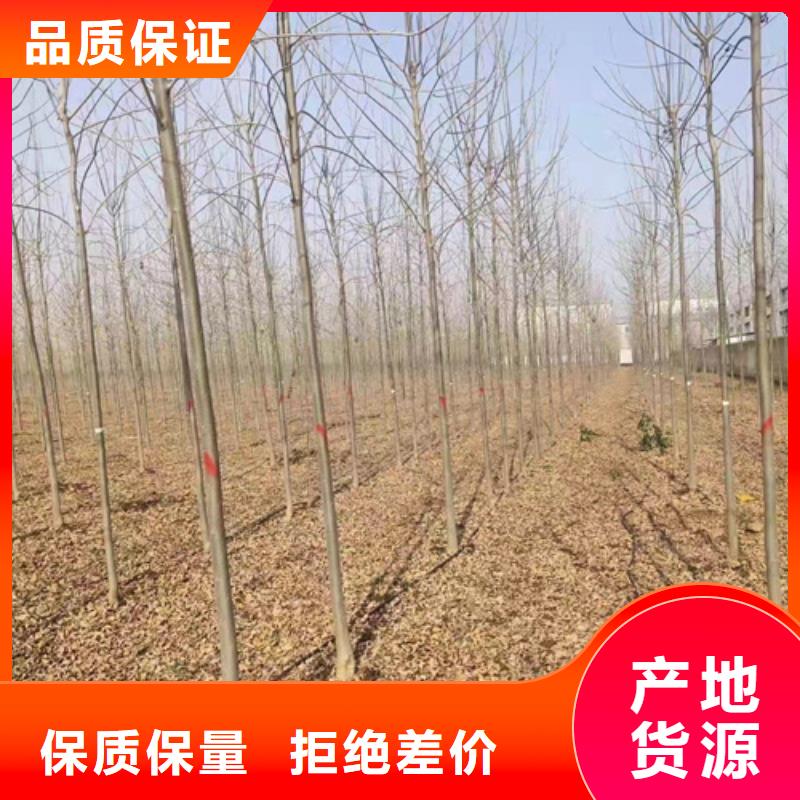法桐美国红枫欢迎来电咨询
