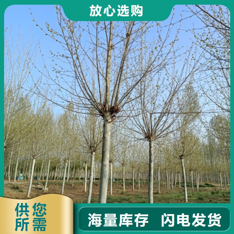 造型法桐质量保证绿化乔木