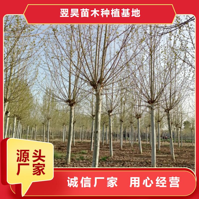 法桐截杆发帽专业生产制造厂