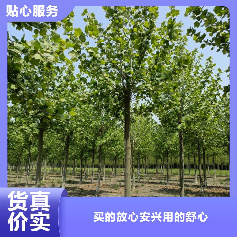 法桐金叶槐货源直供