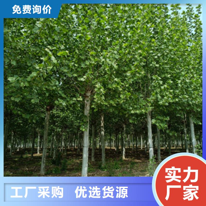 优惠的速生法桐