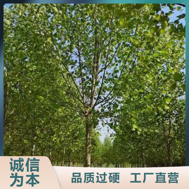 法桐行情量大优先发货