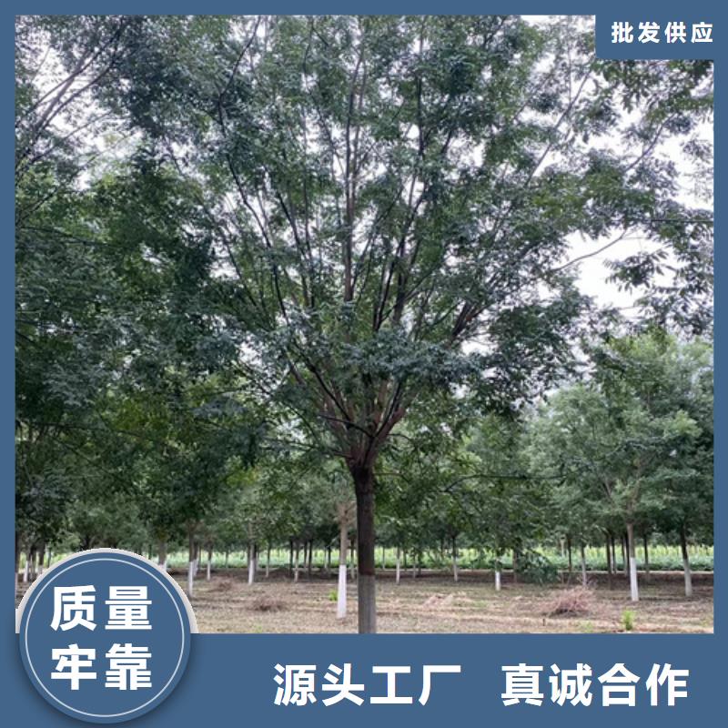 法桐_金叶白蜡工艺层层把关