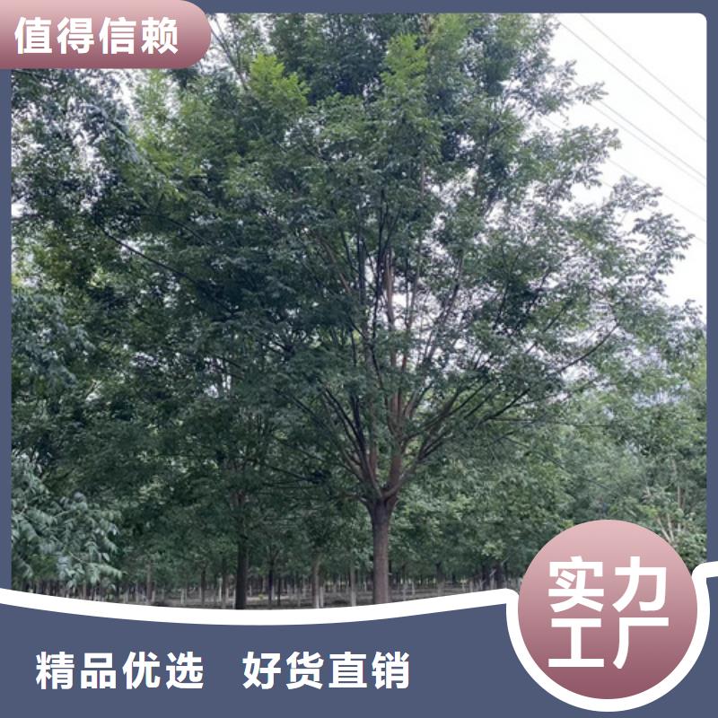 【法桐】金叶白蜡质量优价格低
