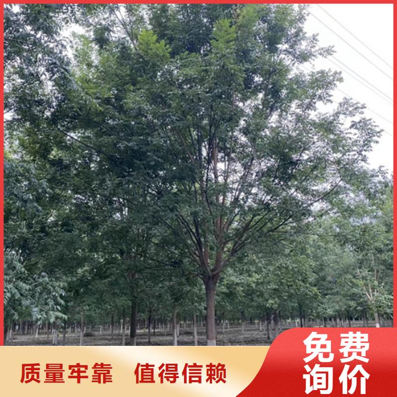 法桐,炫丽海棠满足多种行业需求