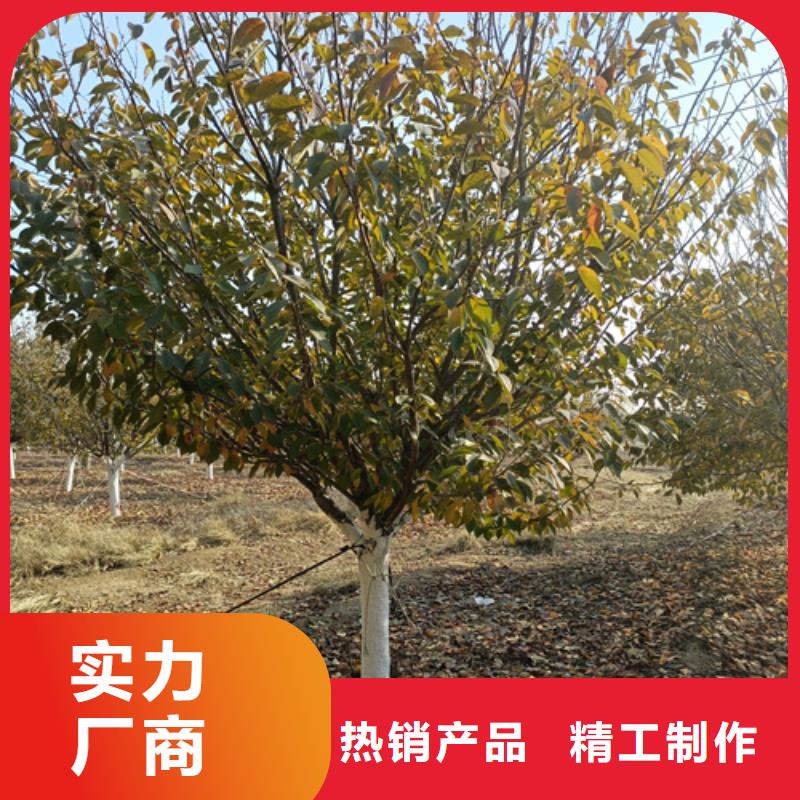 法桐_黄金槐保质保量