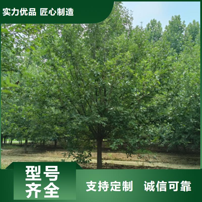 法桐金叶槐货源直供