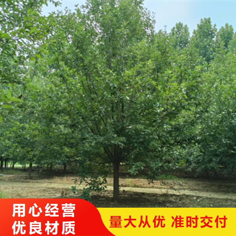法桐【美国红枫】专业品质